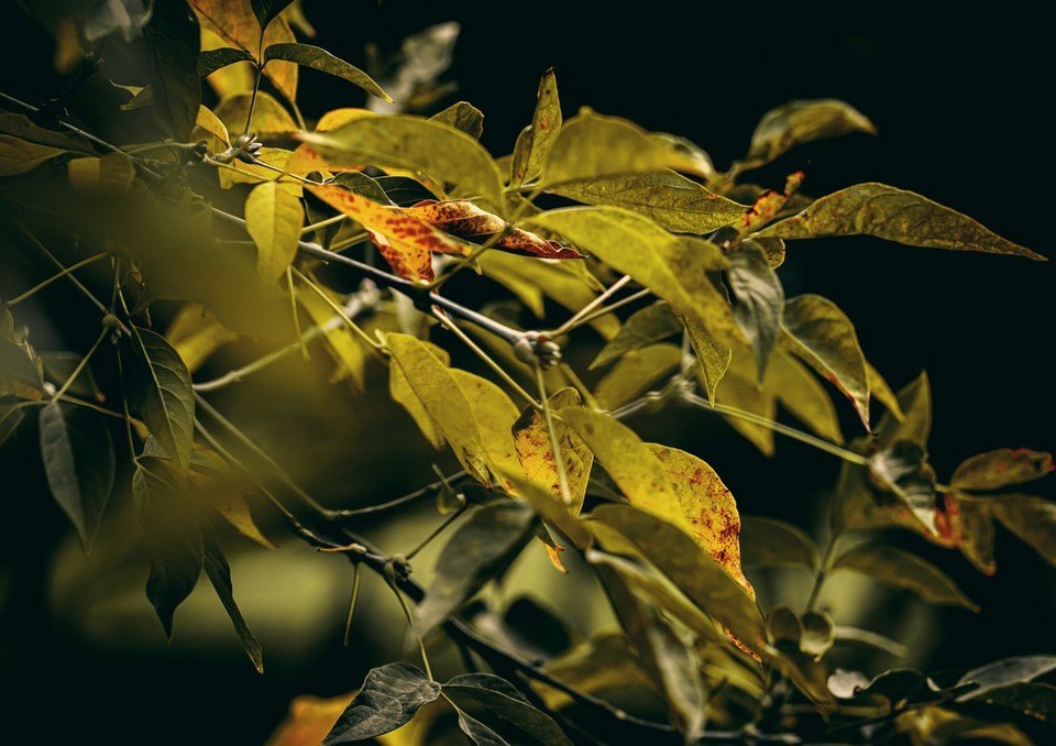 Horoscopul runelor pentru luna octombrie